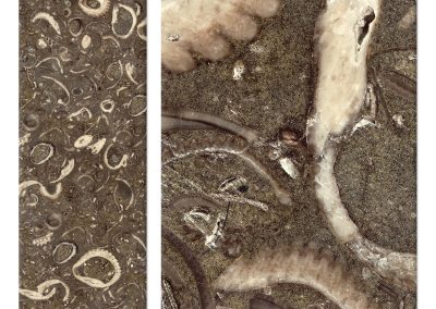 Ammonite tyv